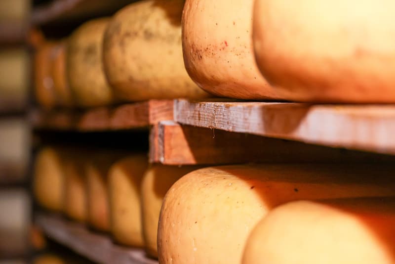 Wheels of cheese aging on wooden shelves in a cheese cellar