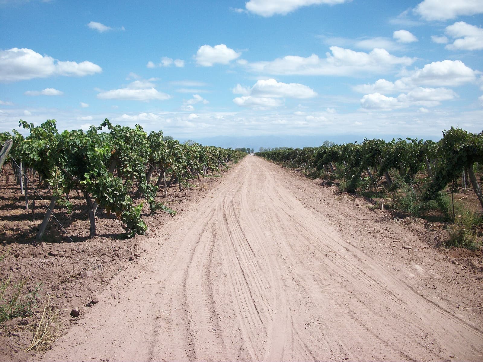 Rows of vines flank a dirt track in a vineyard in Maipú, Mendoza, under a bright blue sky