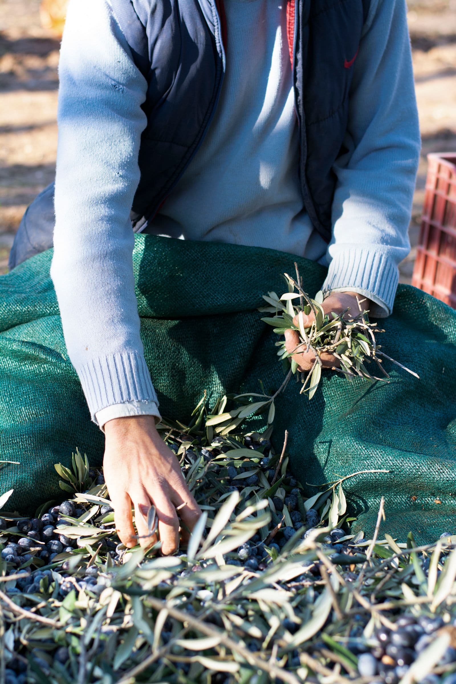 Mani che raccolgono olive a mano durante la stagione di raccolta autunnale