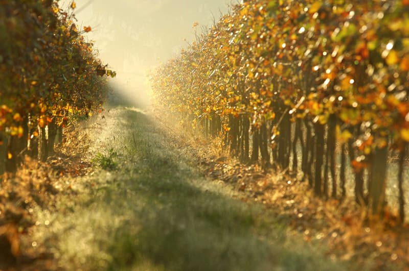 Rows of vines with yellow and orange autumn leaves in morning mist in Franciacorta