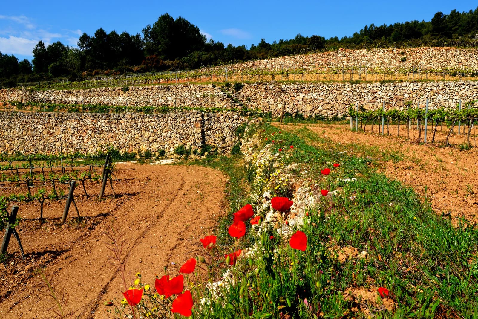 Vigneti a terrazze con muri a secco e papaveri rossi a Sant Pau d'Ordal, Penedès