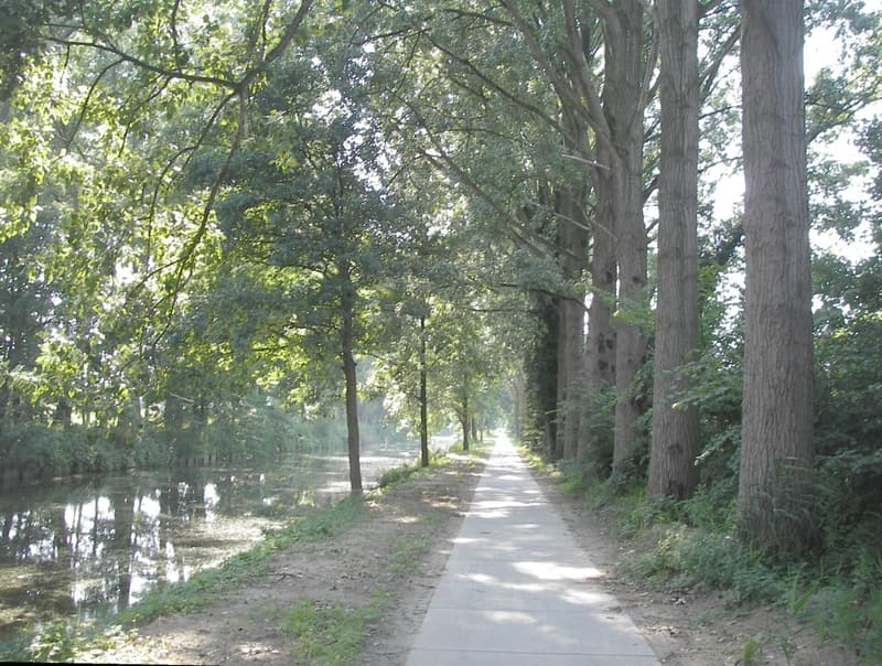 Chemin de halage bordé d'arbres le long du canal d'Eindhoven près de Mierlo