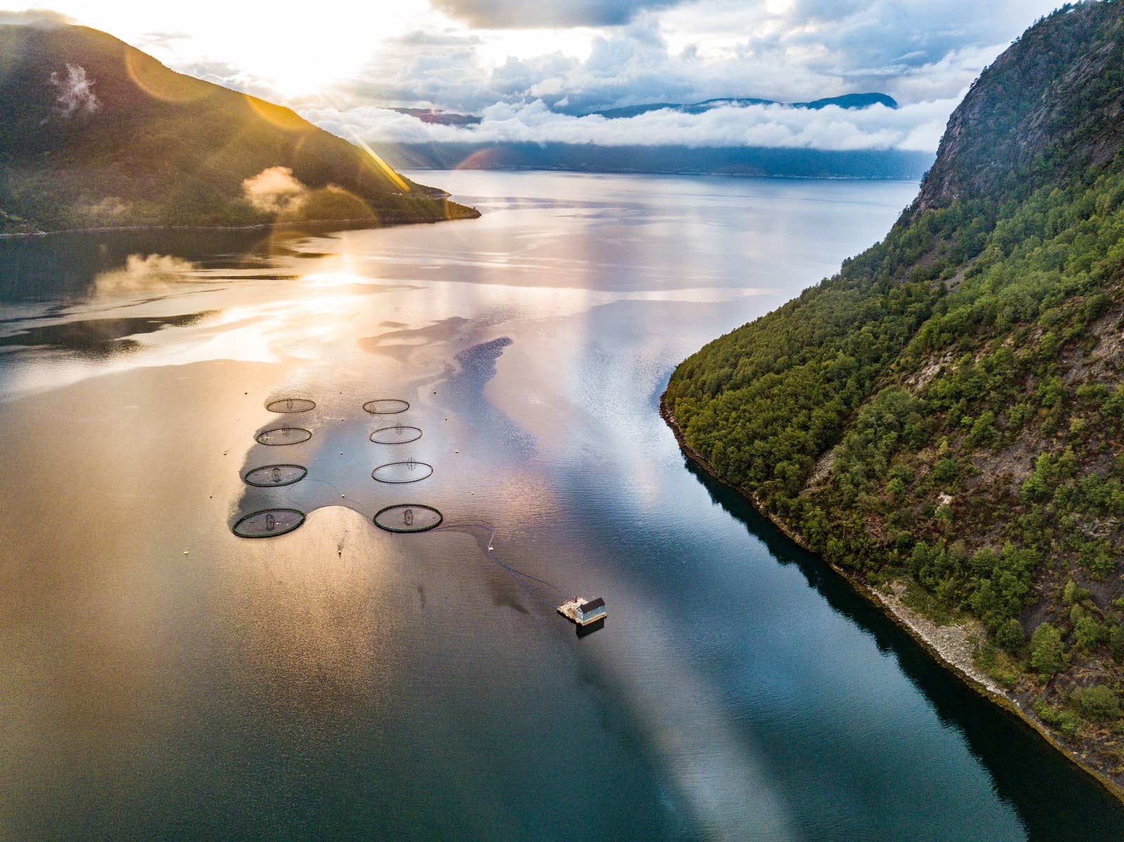 Aerial view of circular salmon farm cages in a calm fjord at sunrise