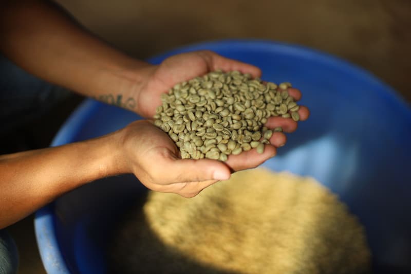 Hands holding a scoop of green coffee beans over a blue sorting basin