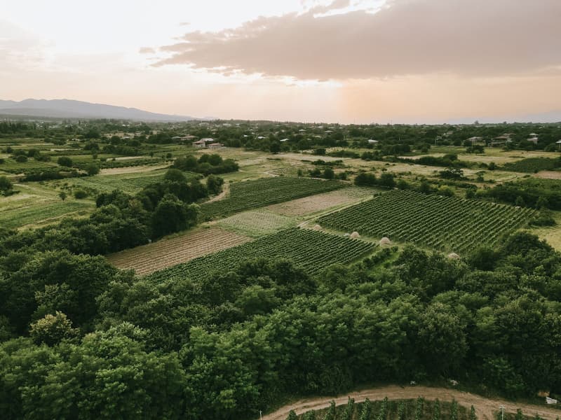 Vista aérea de viñedos en hileras y campos en Kajetia, Georgia, al atardecer