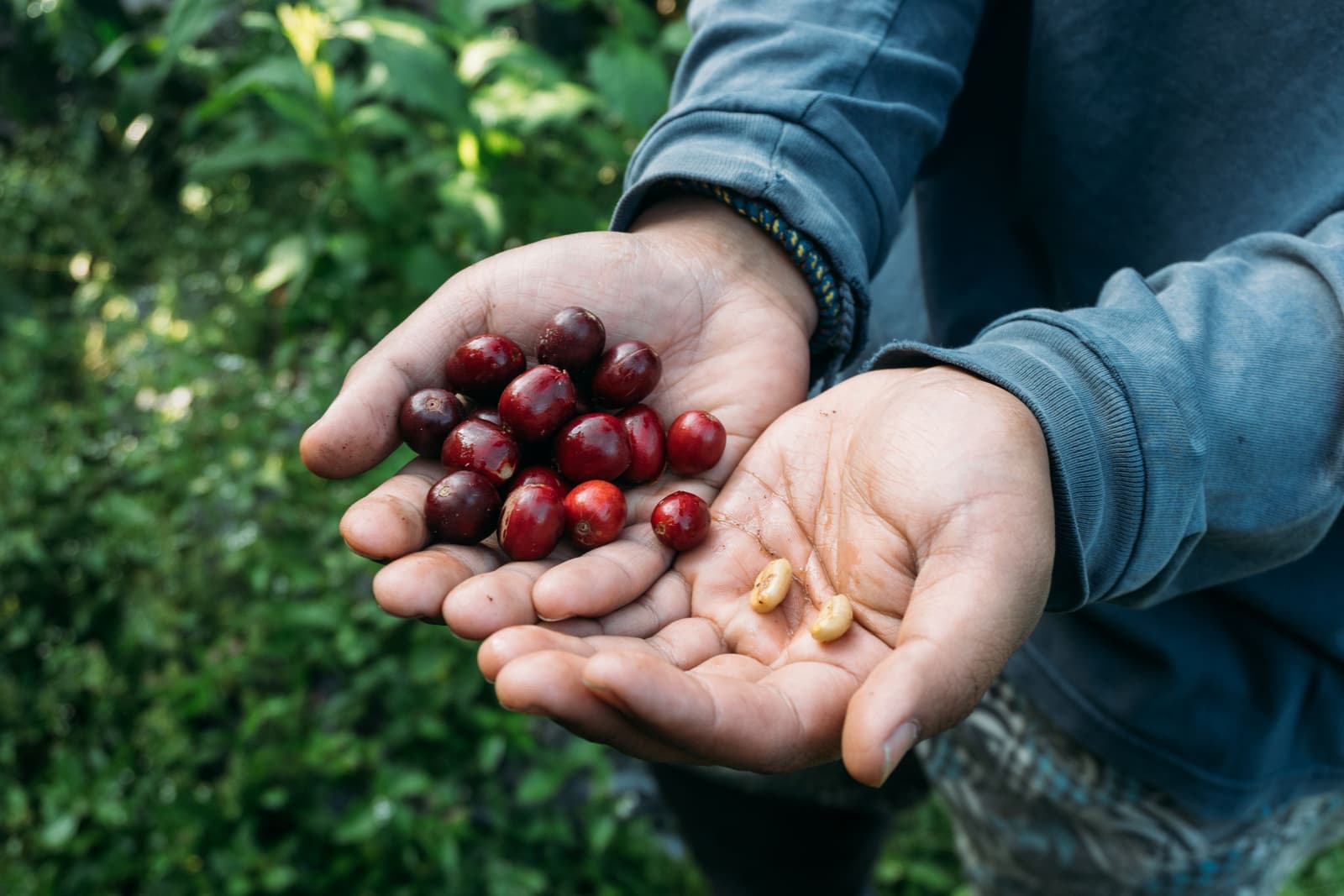Hands holding freshly picked red coffee cherries and dried green beans in Kenya