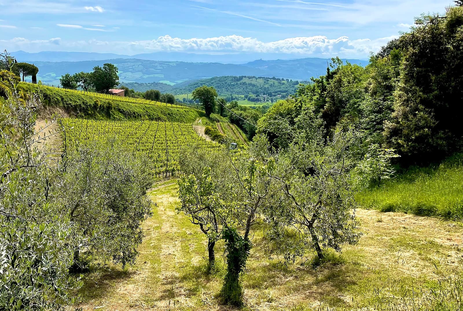 Wijngaard op terrassen en jonge olijfbomen op een helling bij Montalcino, Toscane