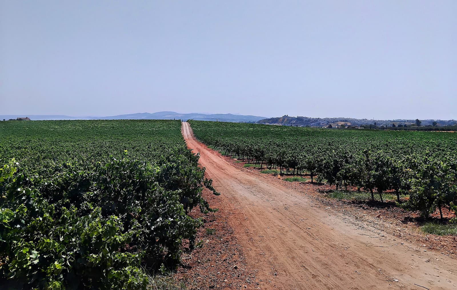 Rijen groene wijnstokken langs een rood zandpad, met Montilla op een heuvel erachter