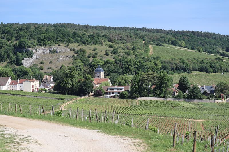 Weinberge unterhalb des Dorfes Chambolle-Musigny mit Kirchturm und bewaldetem Hang