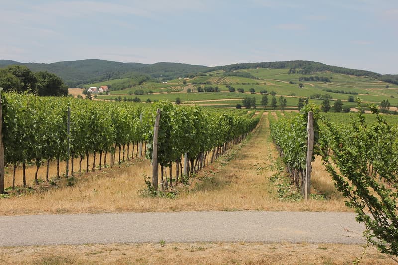 Filari di viti su erba secca e alberi sparsi tra i pendii a Haschendorf, Burgenland