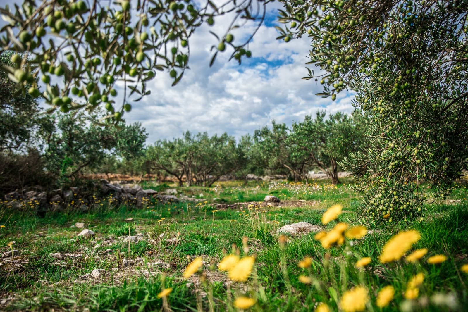 Üppiger Olivenhain mit reifenden grünen Oliven unter blauem Himmel in Süditalien