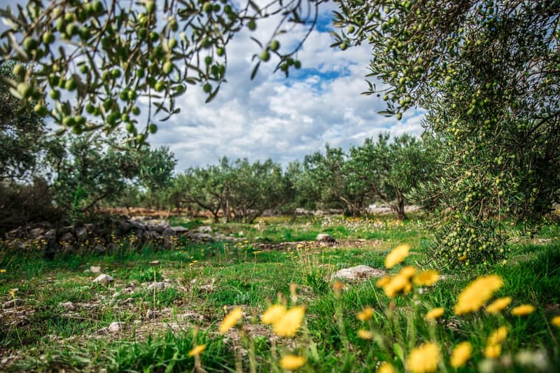 Olivar frondoso con aceitunas verdes madurando bajo un cielo azul en el sur de Italia